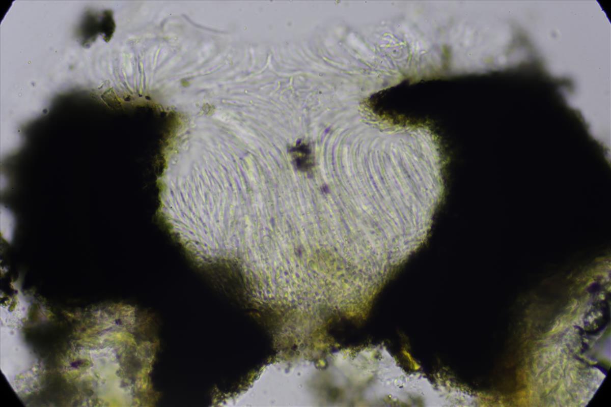 Graphis elegans (door Lukas Verboom)