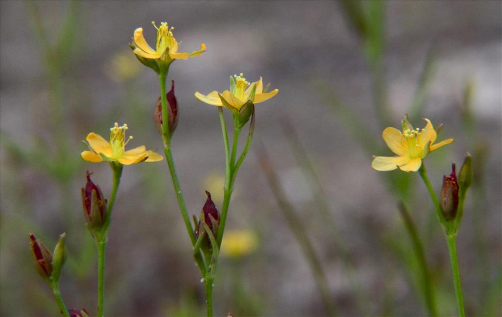 Hypericum canadense (door Jelle Hofstra)