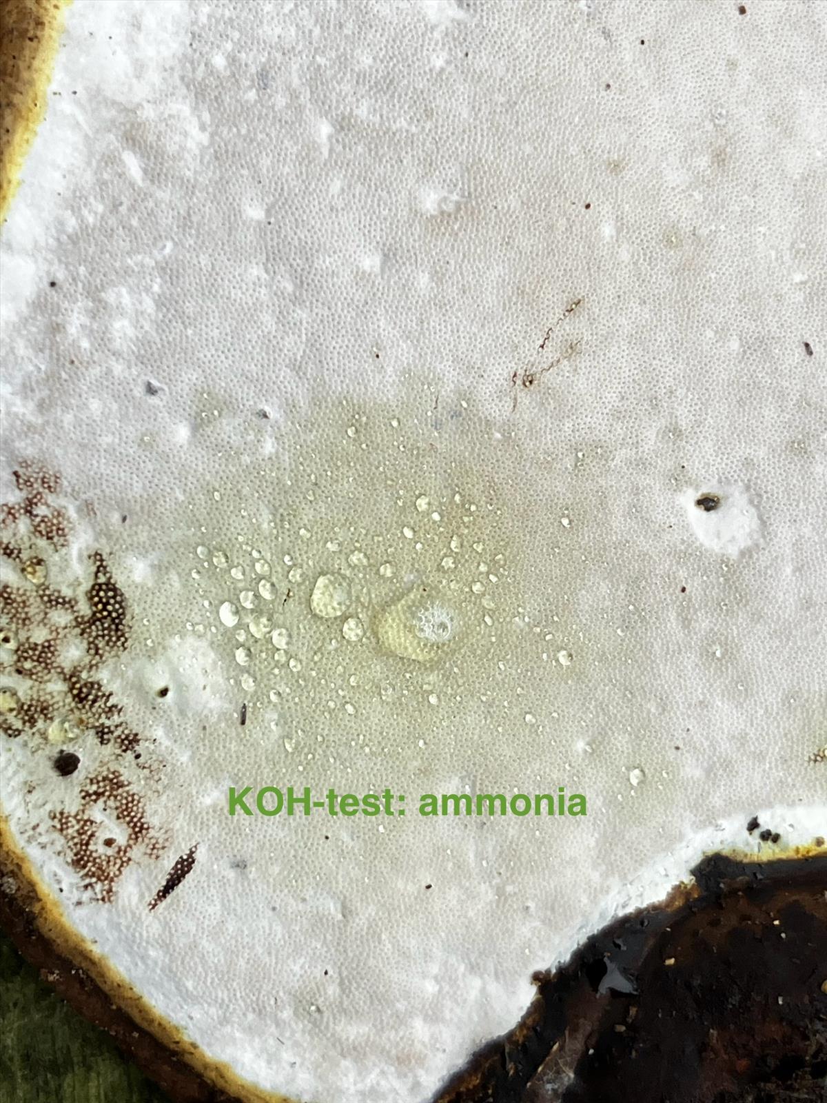 Ganoderma adspersum (door Eduard Osieck)