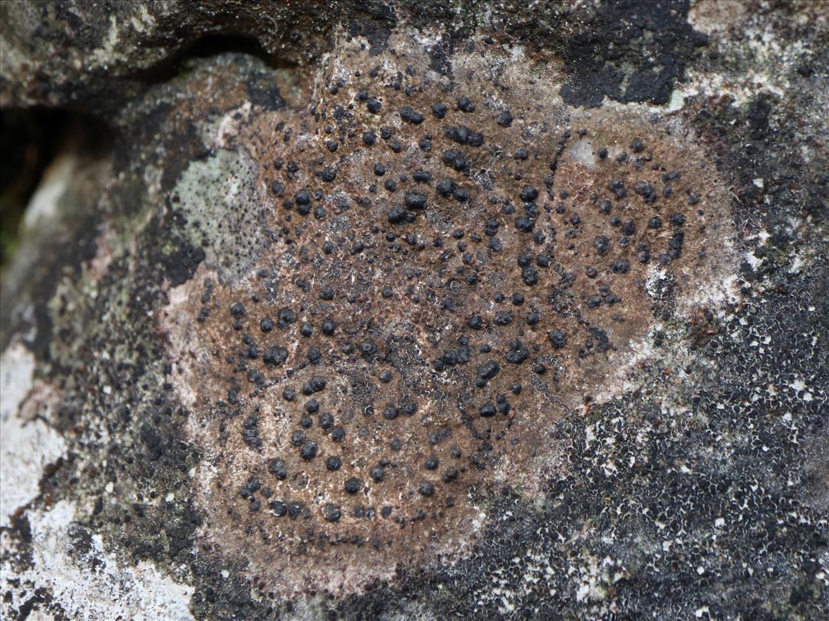 Acrocordia conoidea (door Tom Schier)