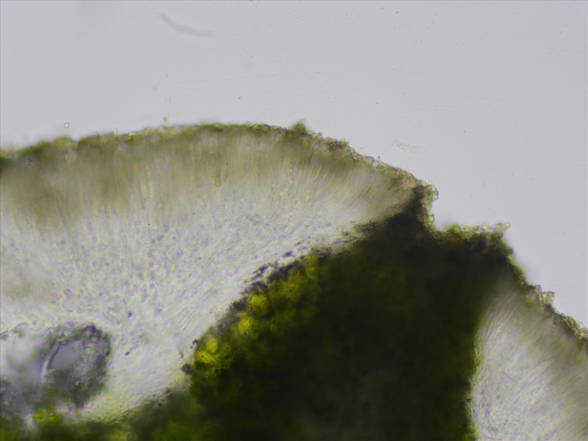 Lecanora strobilina (door Lukas Verboom)