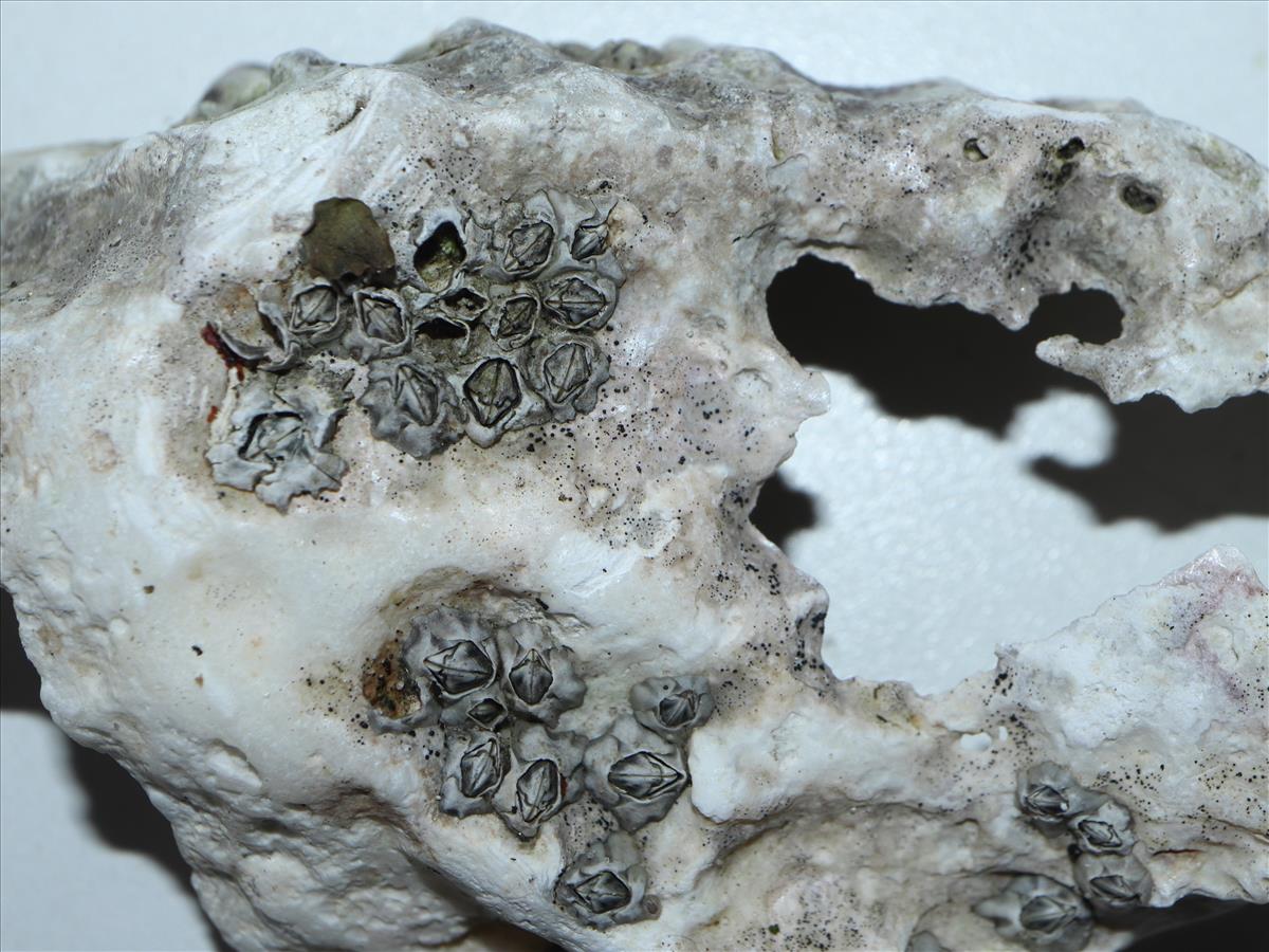 Collemopsidium foveolatum (door Tom Schier)