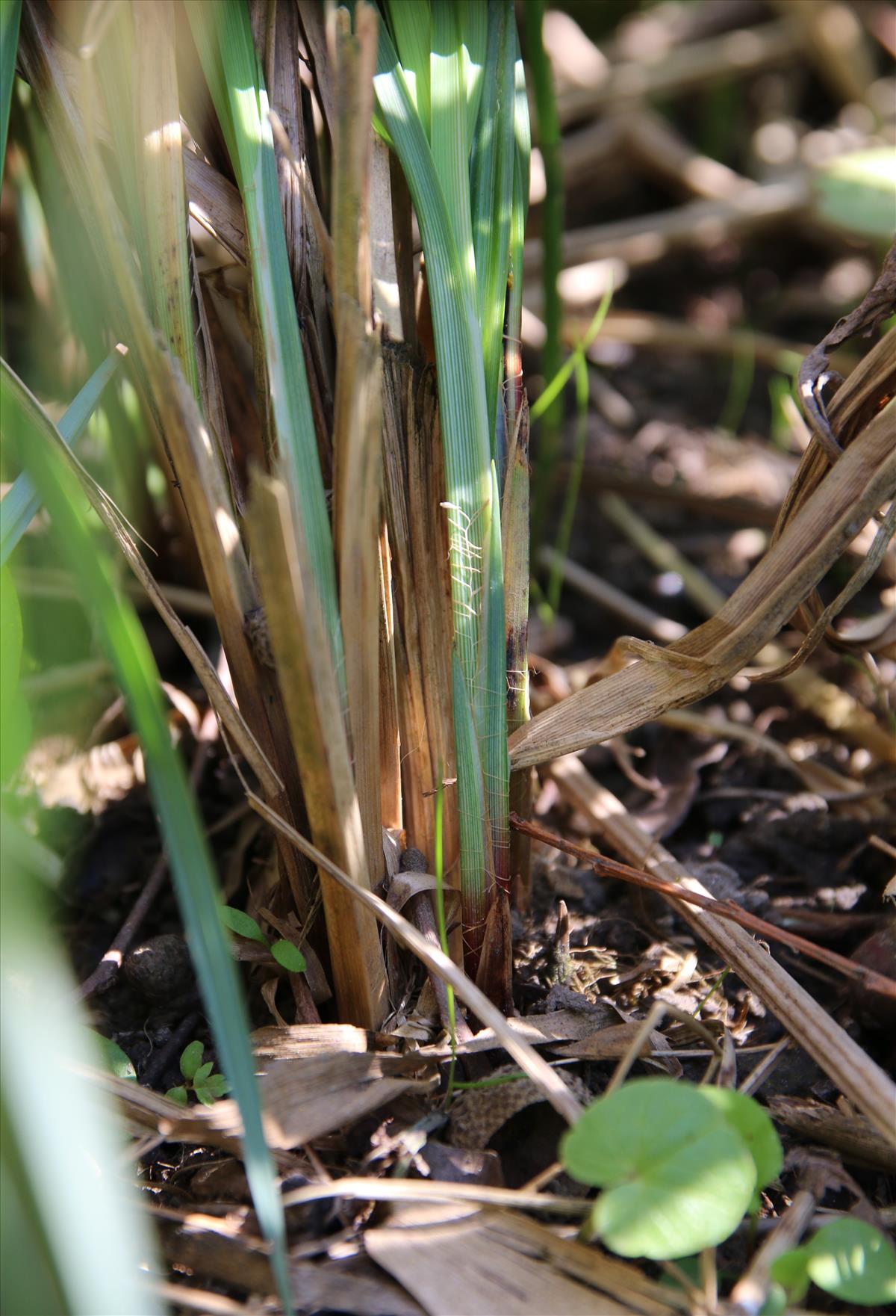 Carex acutiformis (door Stef van Walsum)