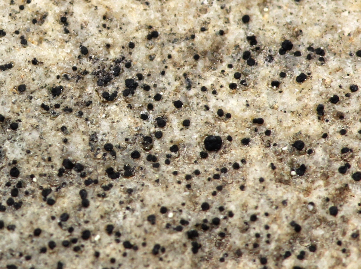 Leimonis lynceola (door Ruud van Middelkoop)