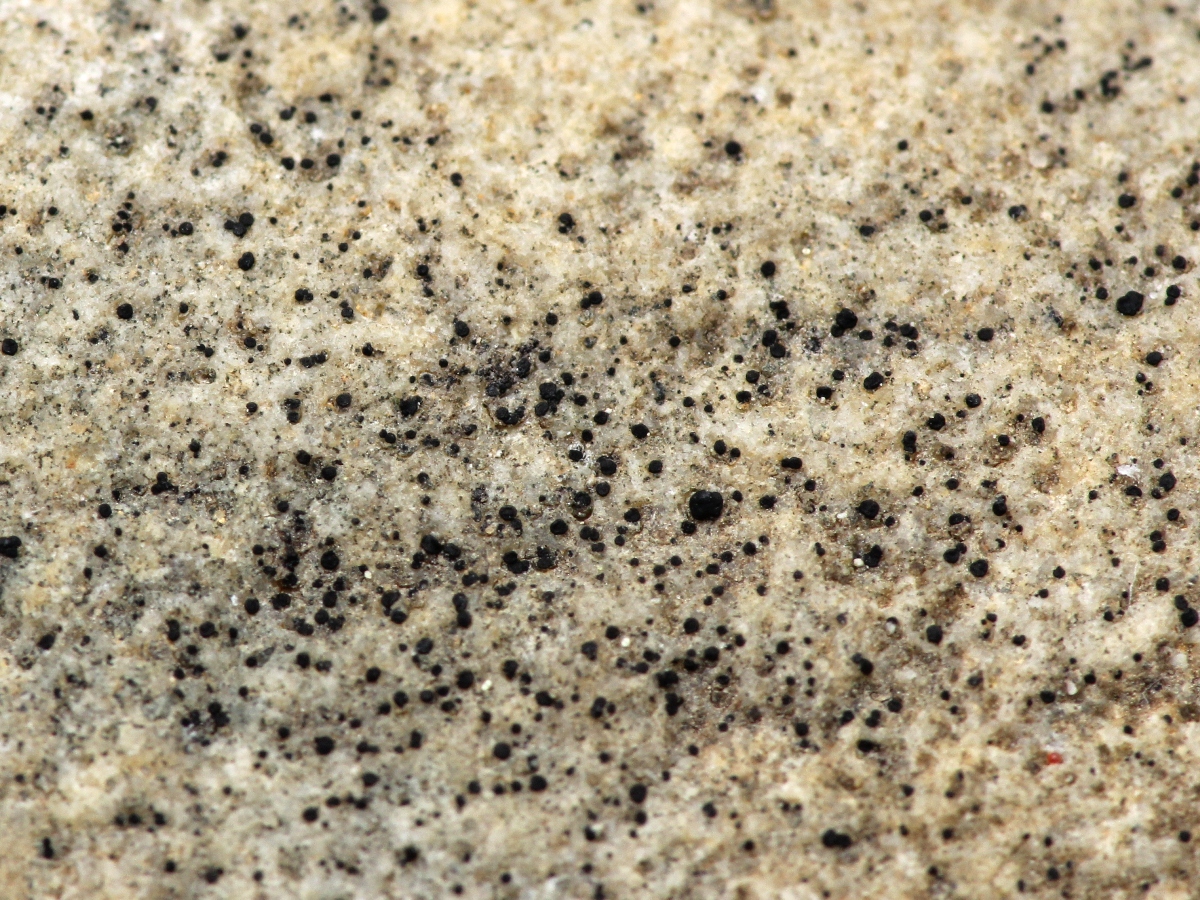 Leimonis lynceola (door Ruud van Middelkoop)