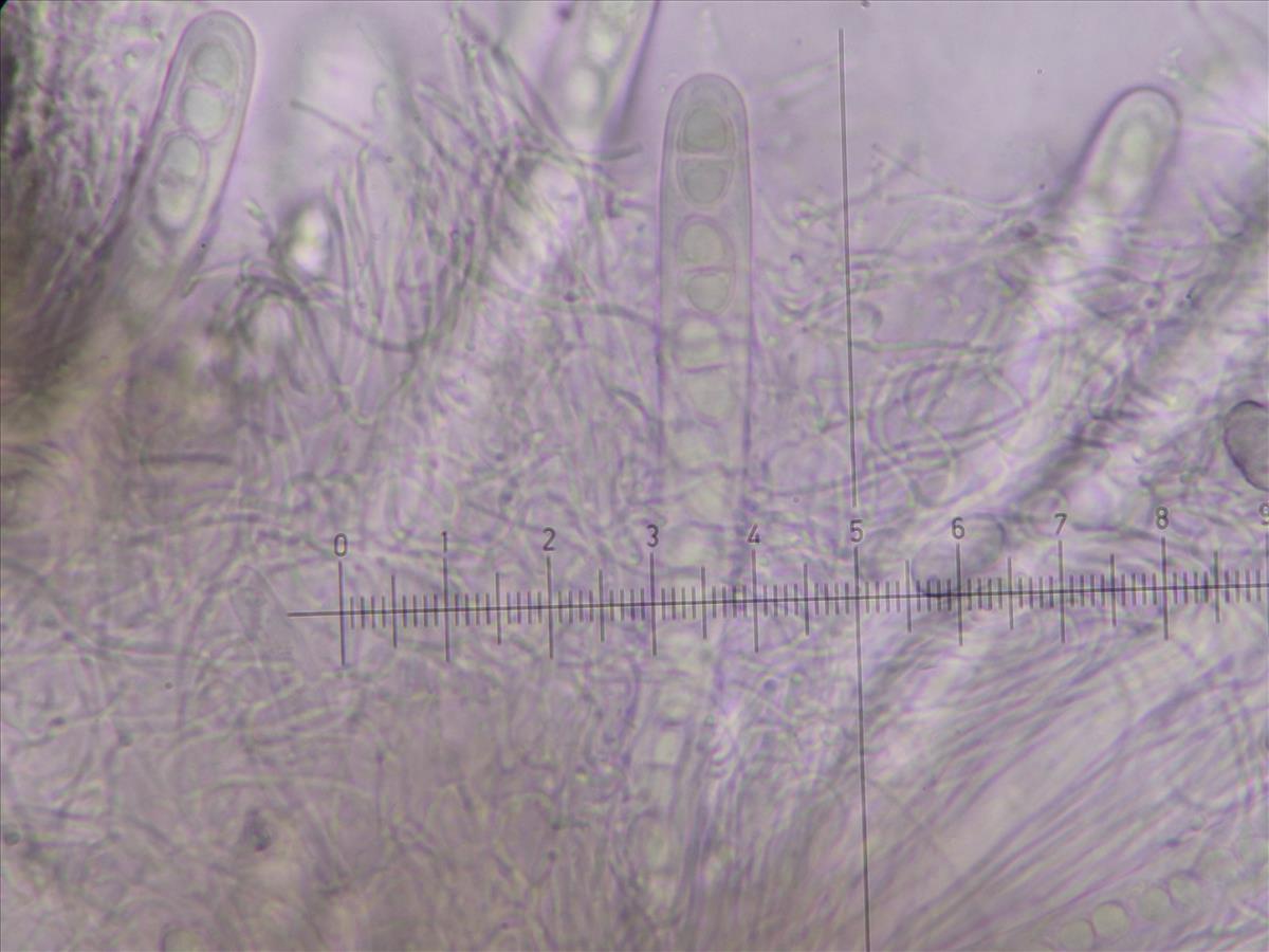 Acrocordia conoidea (door Tom Schier)