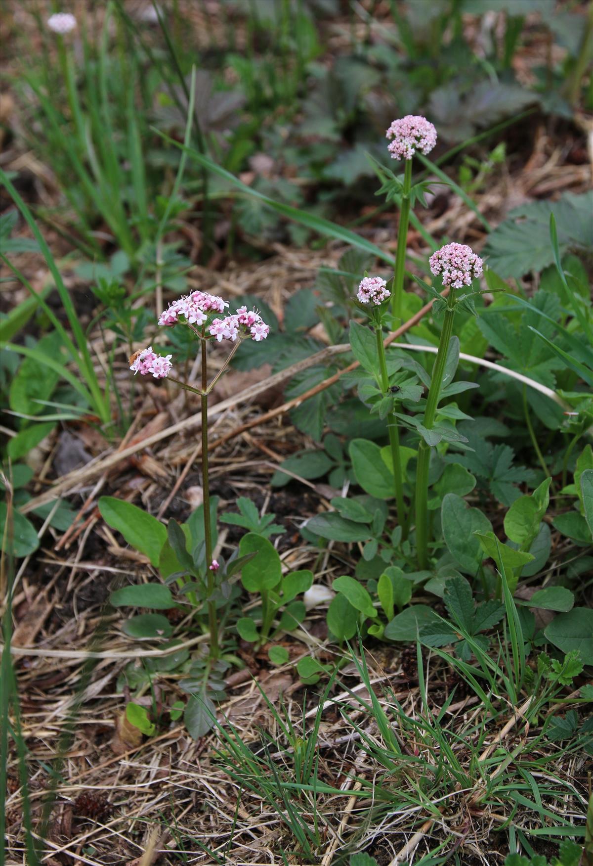 Valeriana dioica (door Stef van Walsum)