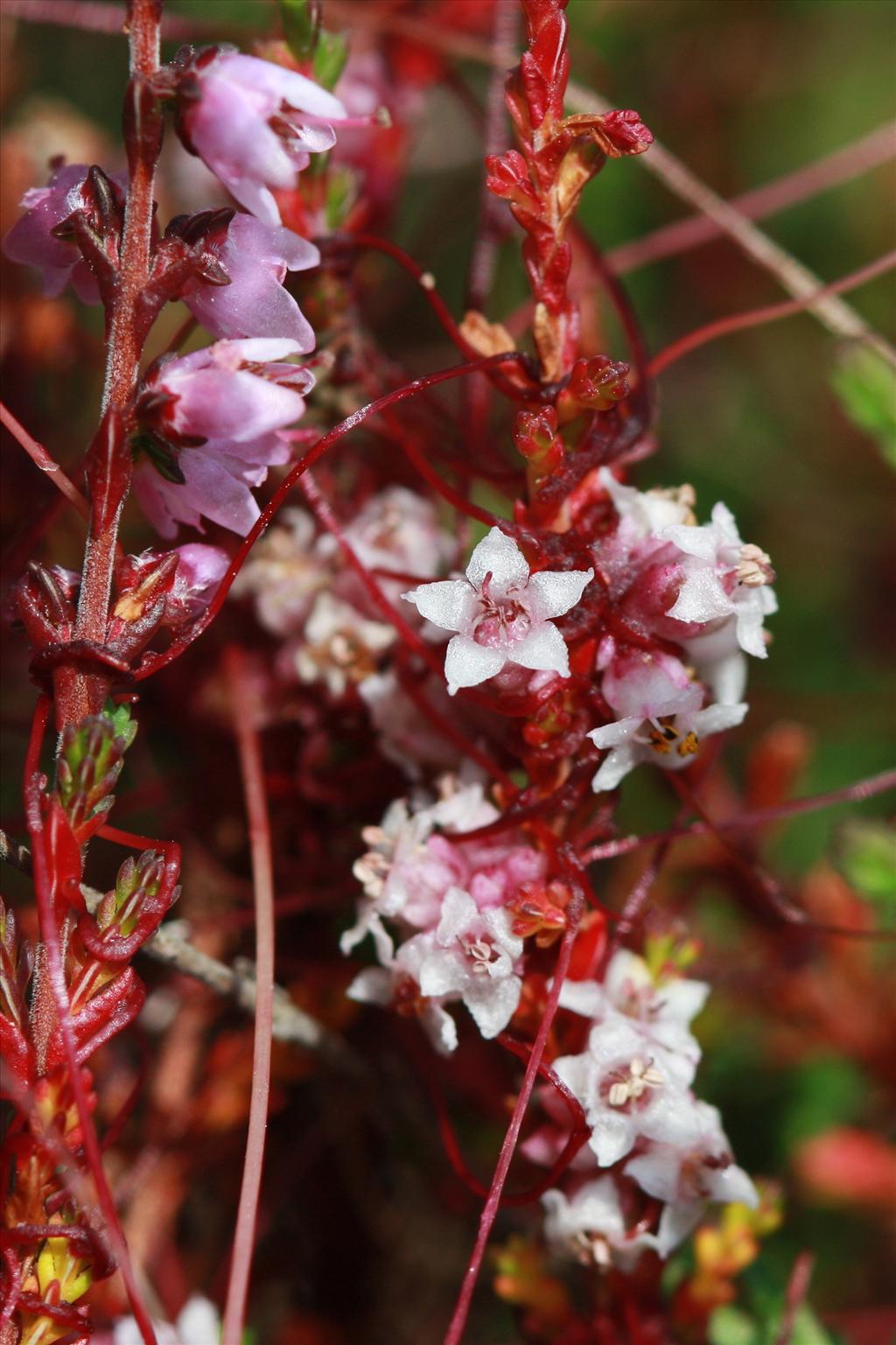 Cuscuta epithymum (door Edwin de Weerd)