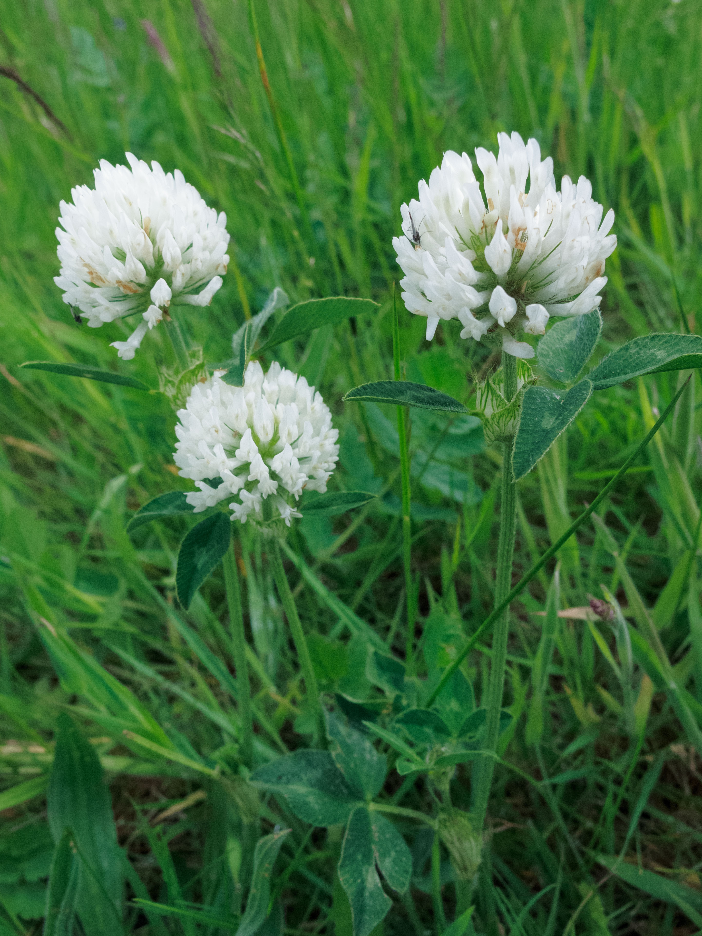 Trifolium pratense (door Alfred Huizinga)