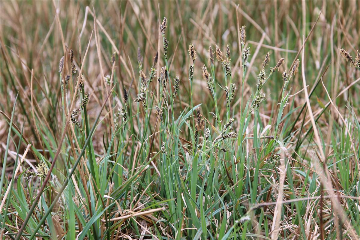 Carex panicea (door Stef van Walsum)