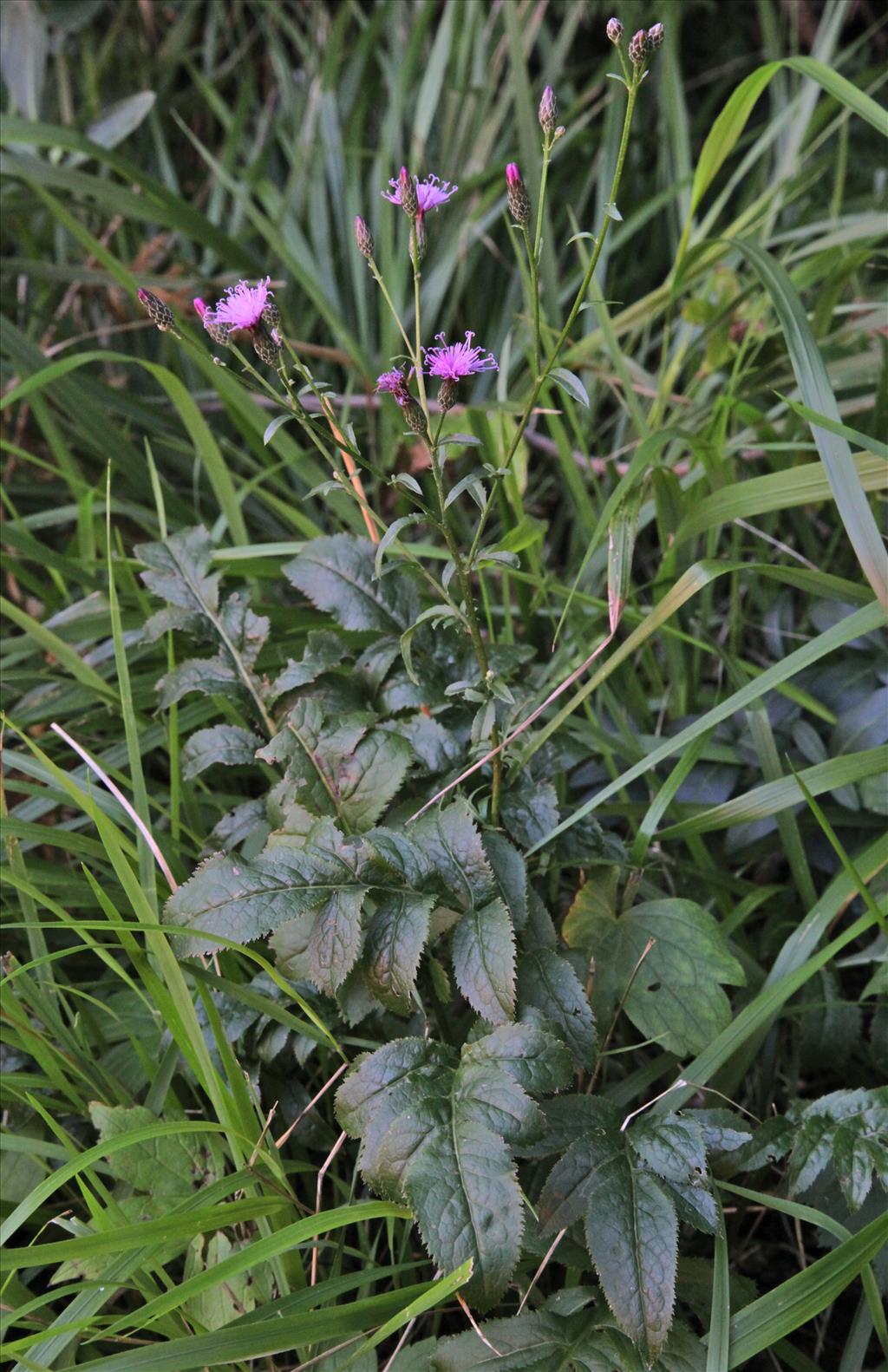 Serratula tinctoria (door Jelle Hofstra)