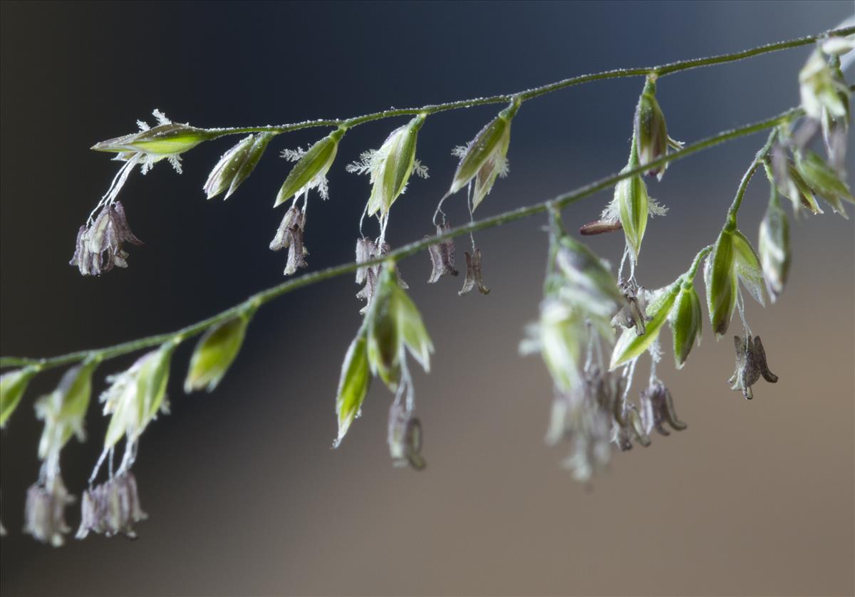 Poa trivialis (door Valentine Kalwij)