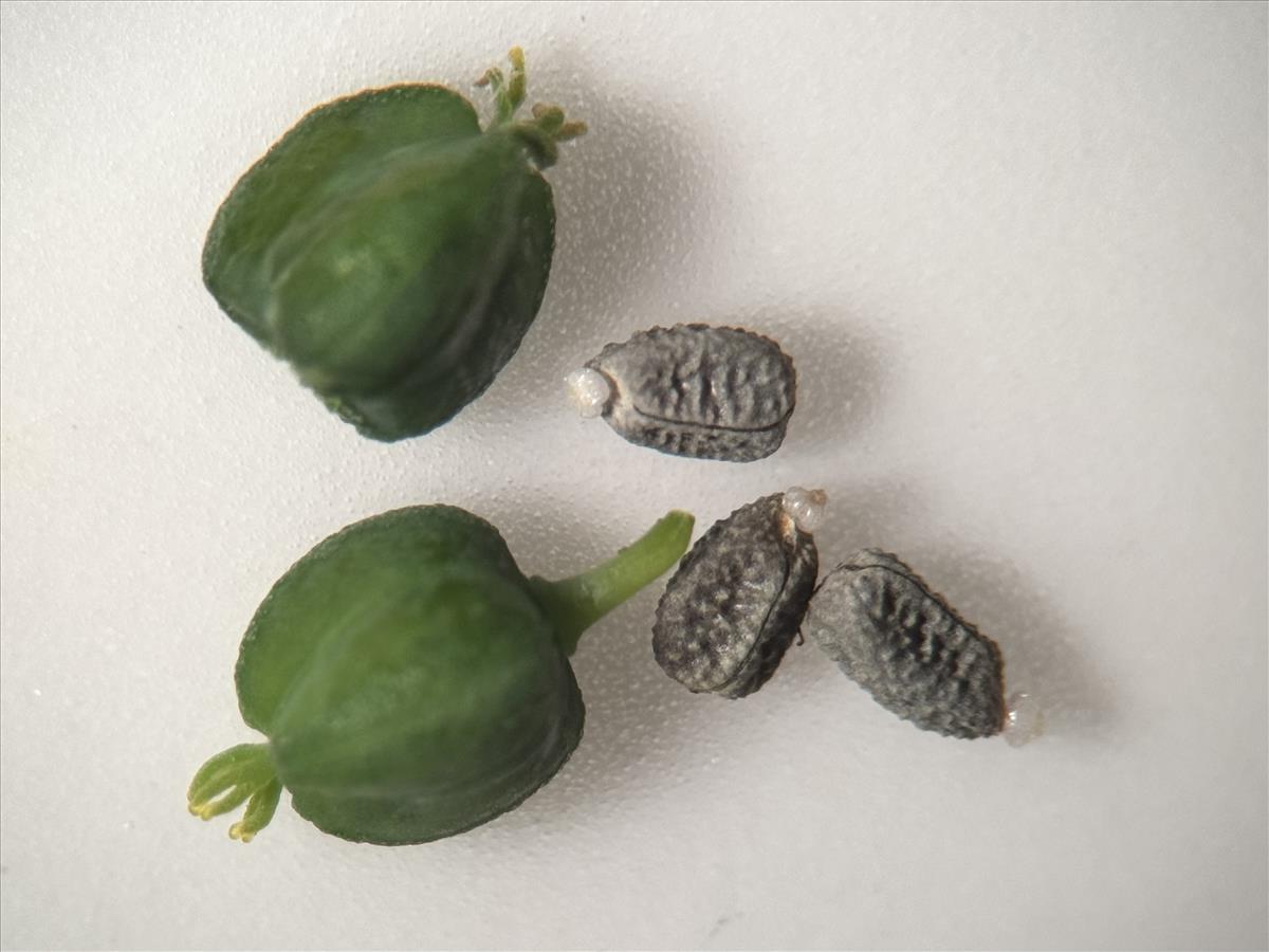 Euphorbia exigua (door Nathalie De Somer)
