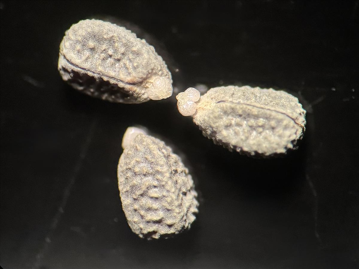 Euphorbia exigua (door Nathalie De Somer)