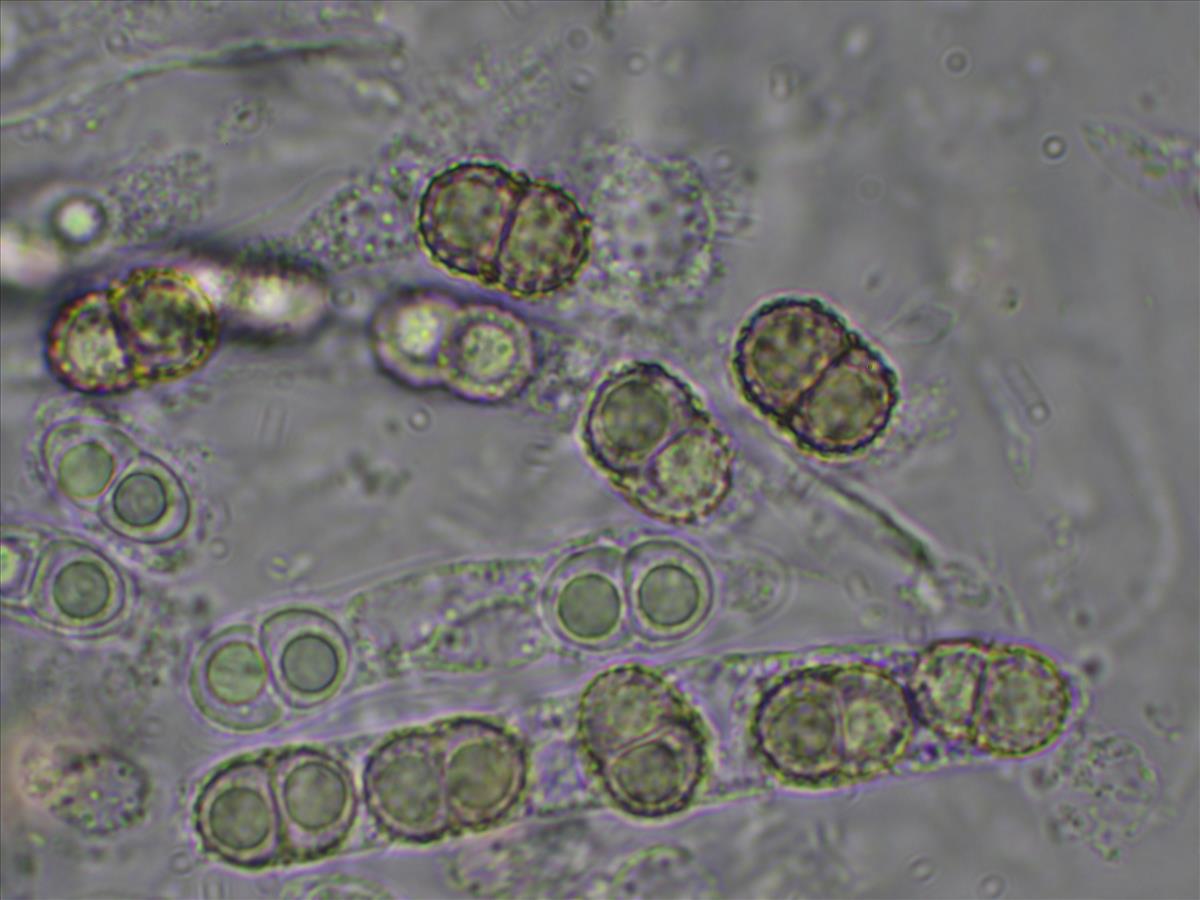 Xenonectriella physciacearum (door Matthijs Molenaar)