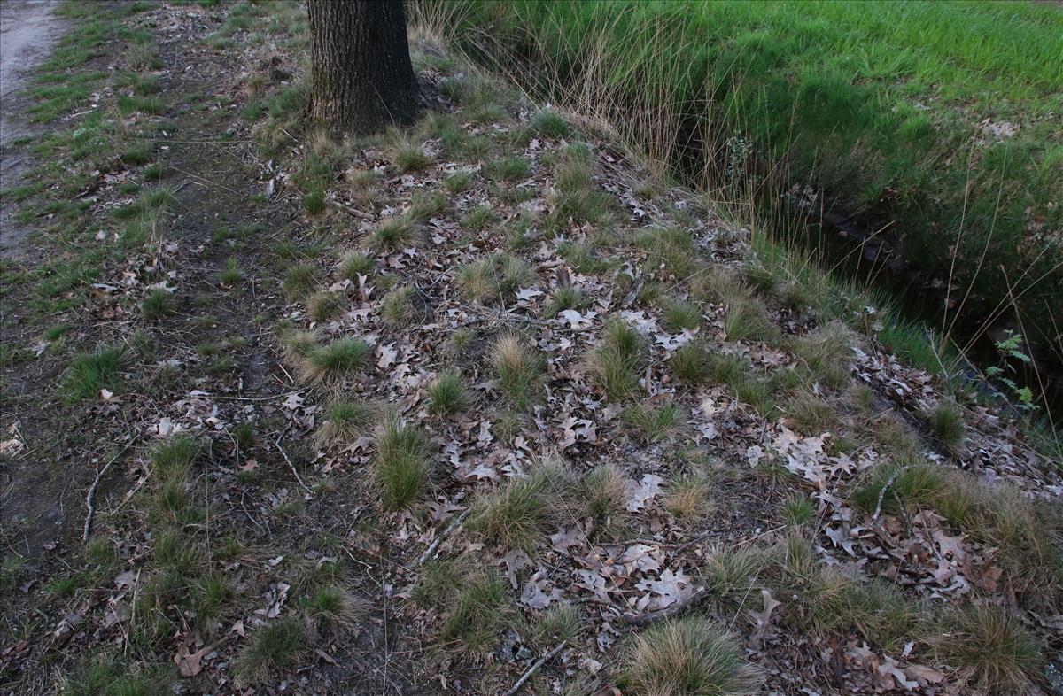 Festuca filiformis (door Stef van Walsum)