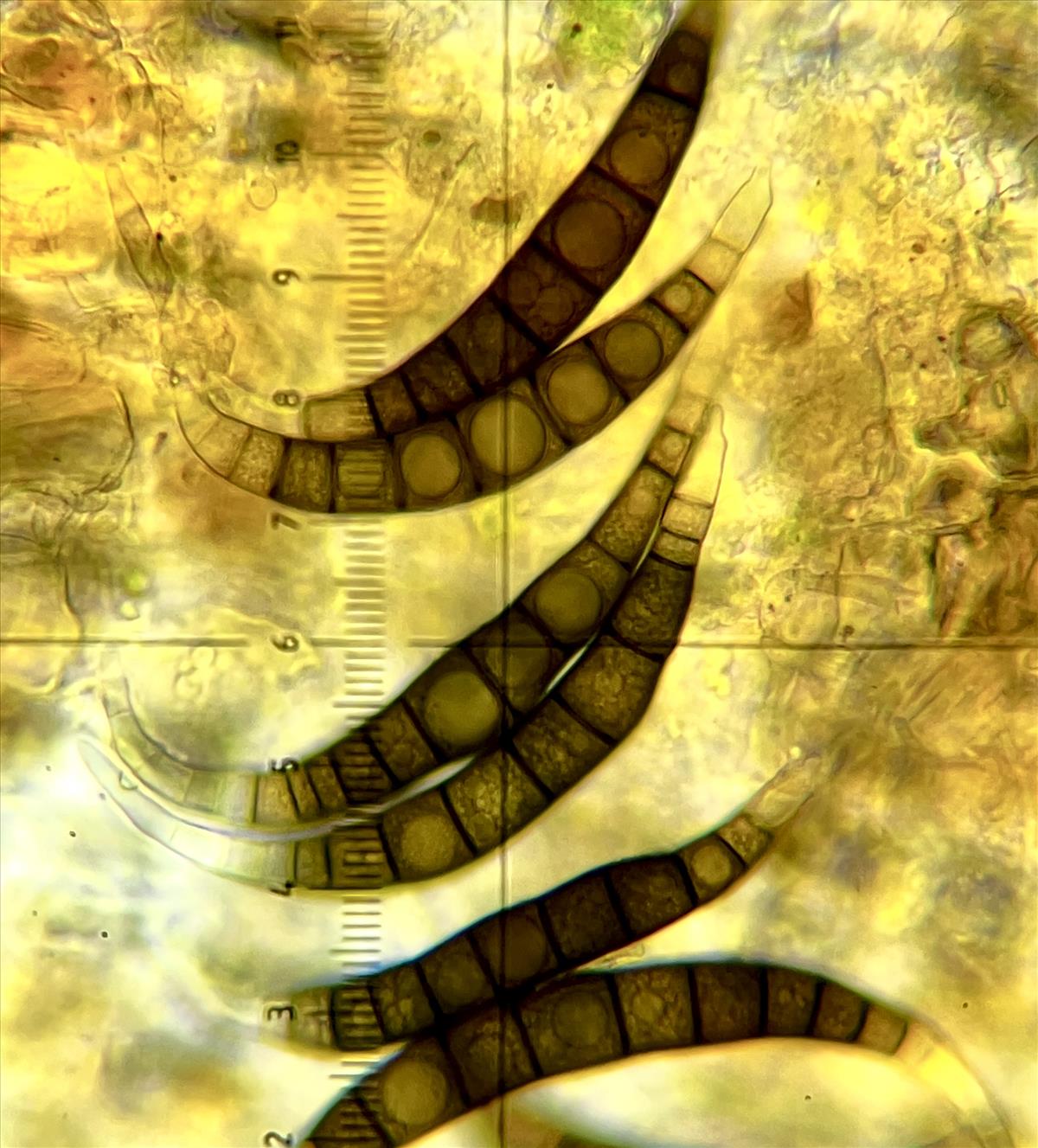 Asteromassaria macrospora (door Eduard Osieck)