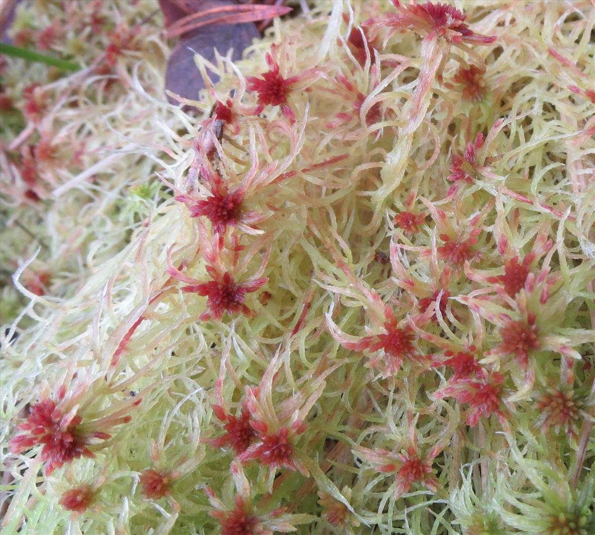 Sphagnum russowii (door Koos van der Vaart)