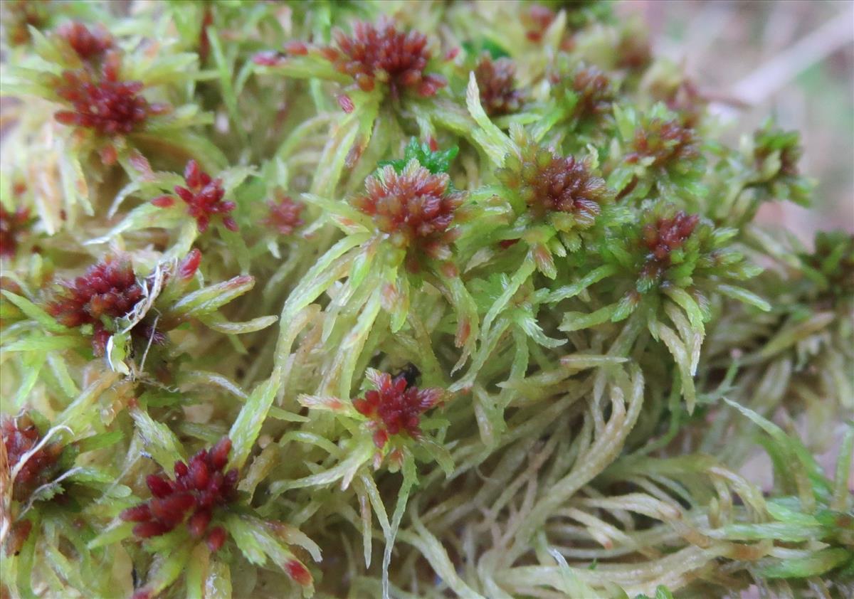 Sphagnum russowii (door Koos van der Vaart)