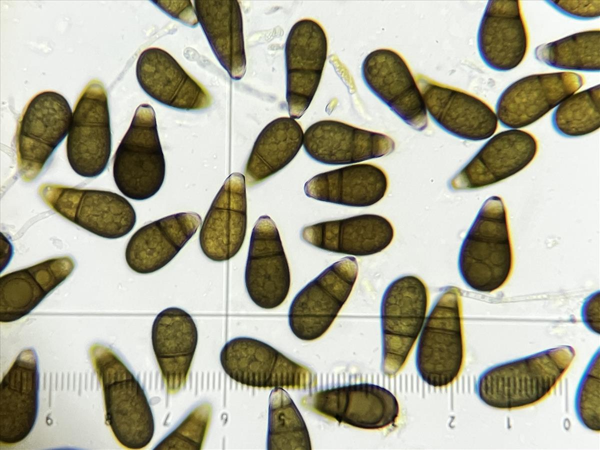 Neohendersonia kickxii (door Eduard Osieck)