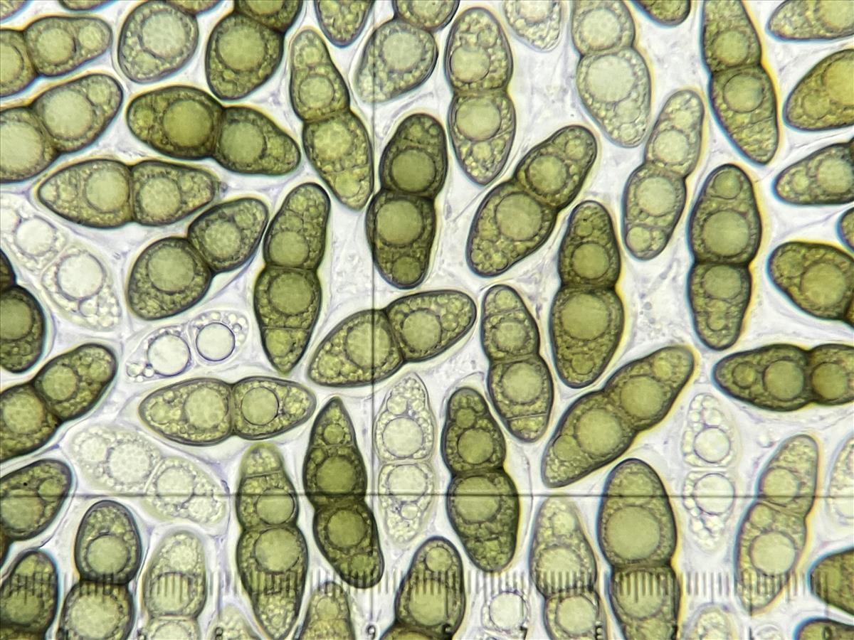 Asteromassaria macrospora (door Eduard Osieck)