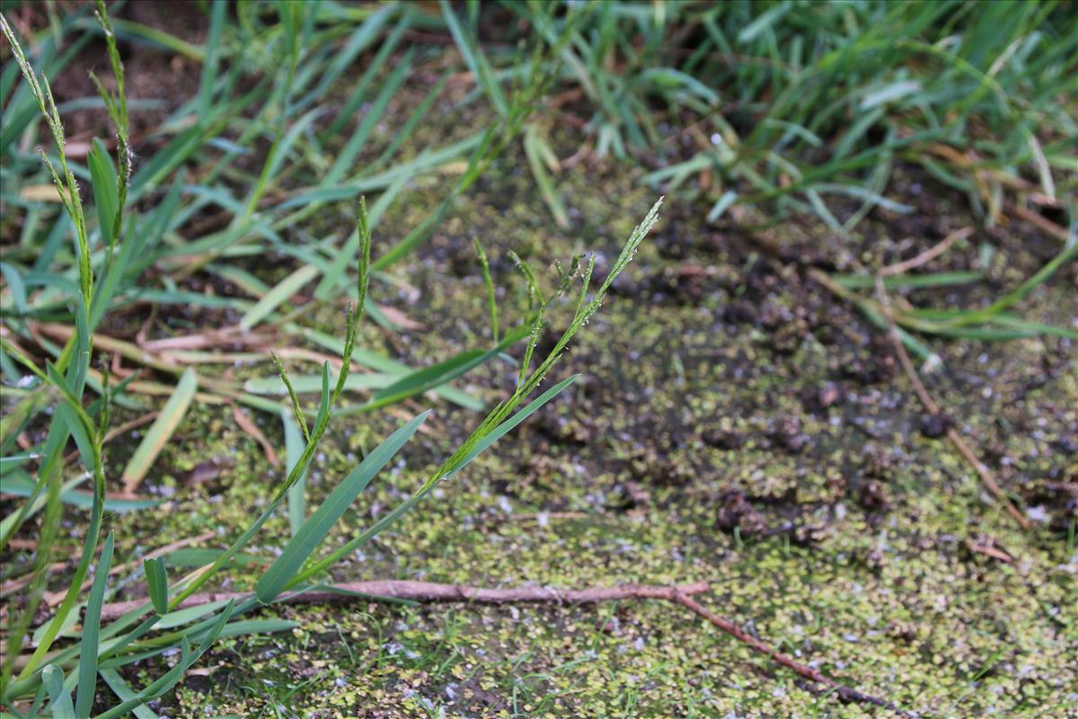 Glyceria declinata (door Stef van Walsum)