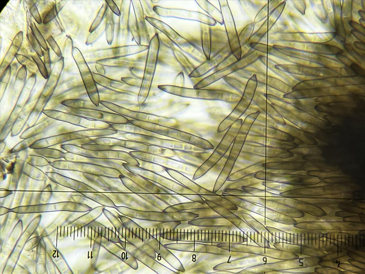 Lylea tetracoila (door Eduard Osieck)