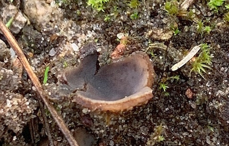 Geopora tenuis (door Jaap van den Berg)