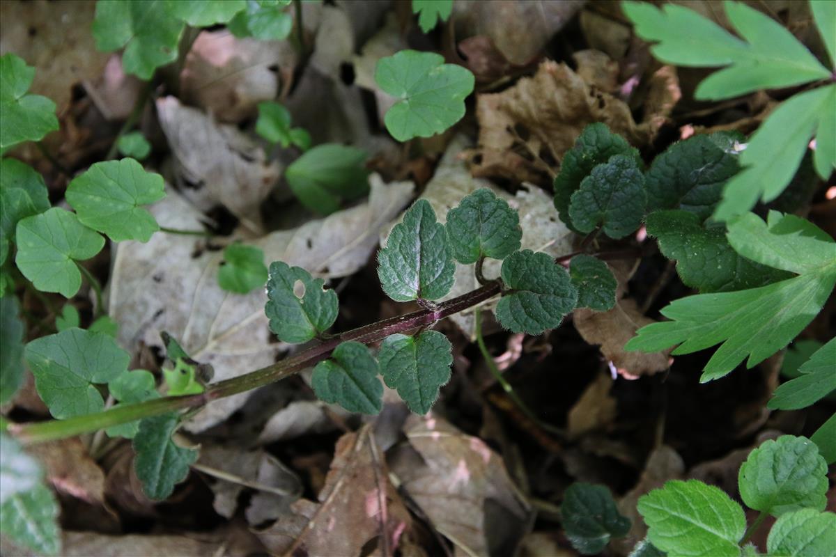 Lamiastrum galeobdolon subsp. galeobdolon (door Stef van Walsum)