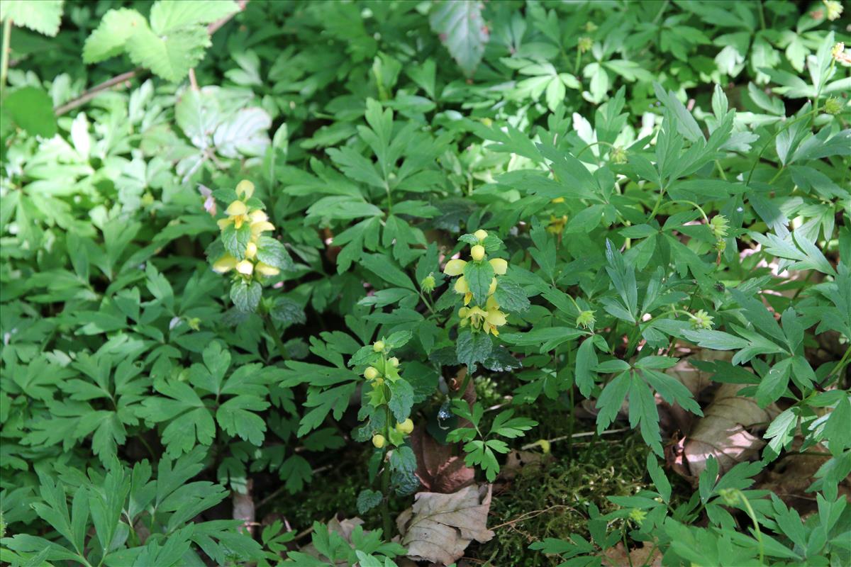 Lamiastrum galeobdolon subsp. galeobdolon (door Stef van Walsum)