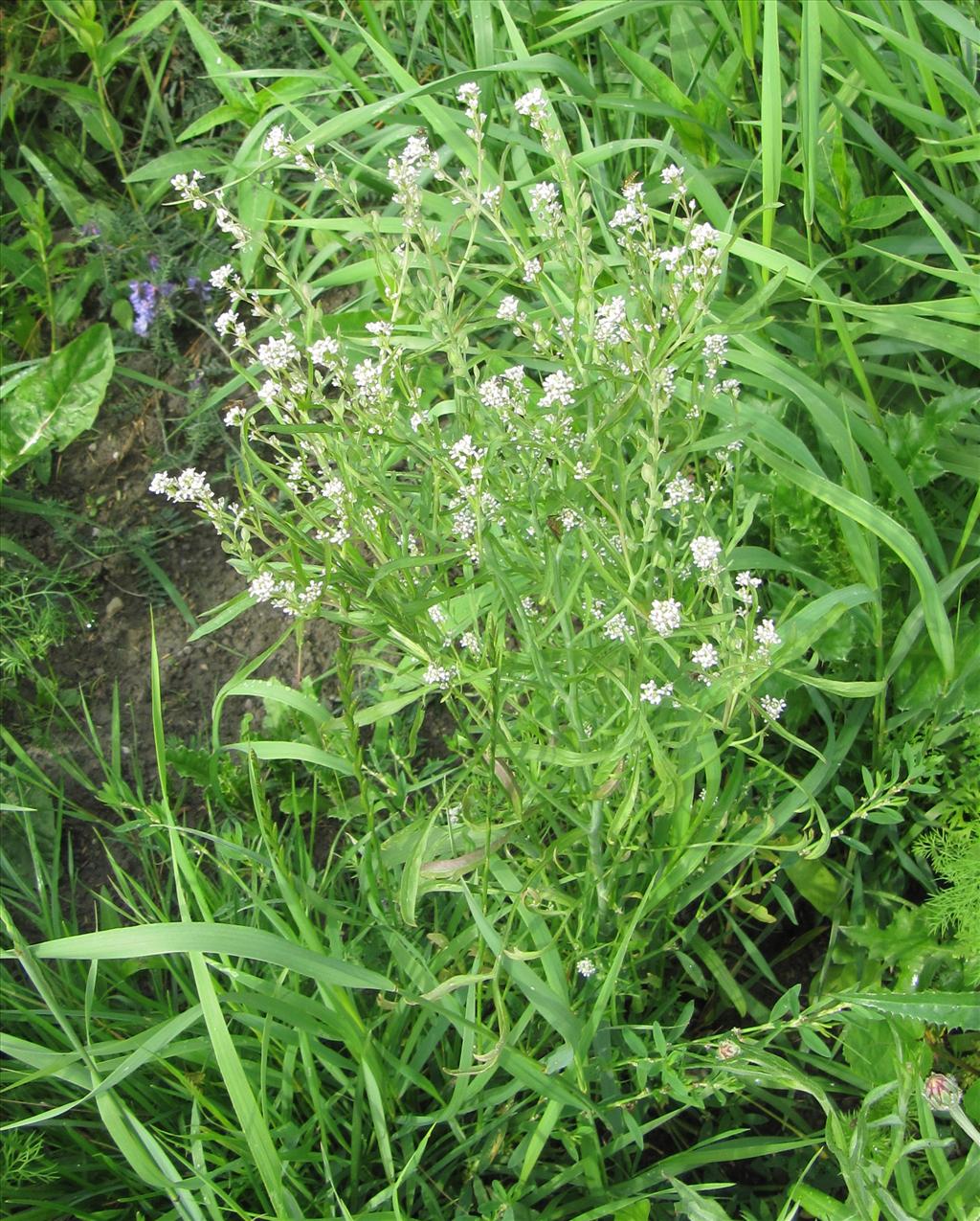 Lepidium sativum (door Gertjan van Noord)