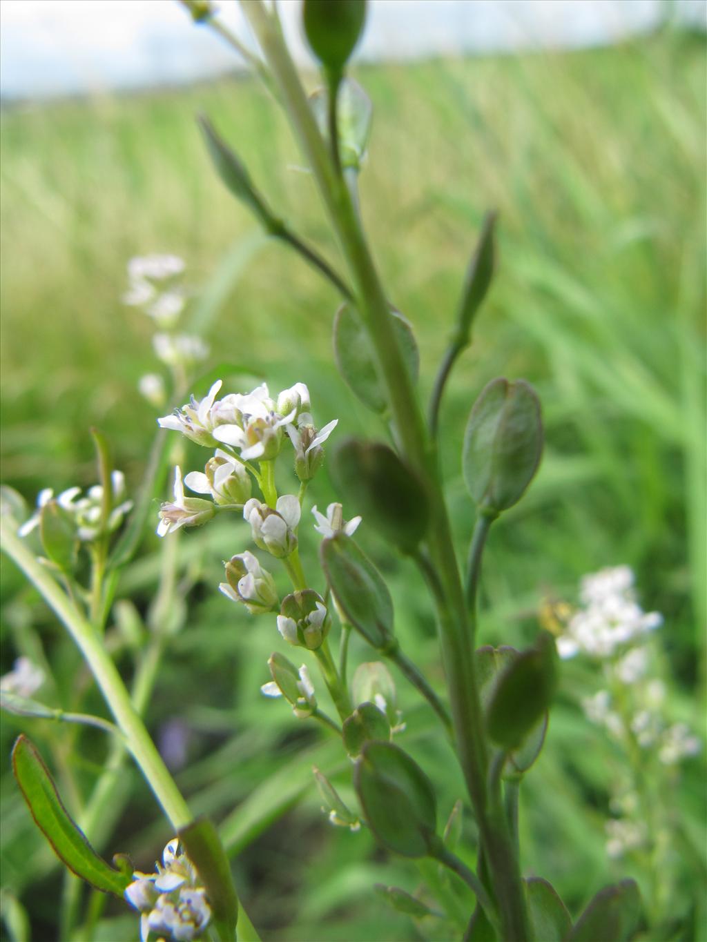 Lepidium sativum (door Gertjan van Noord)