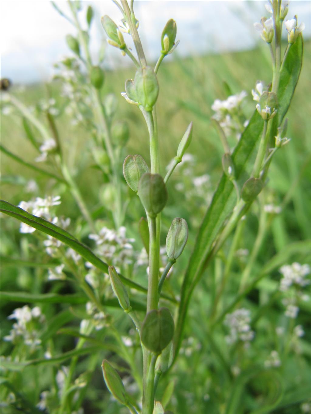 Lepidium sativum (door Gertjan van Noord)