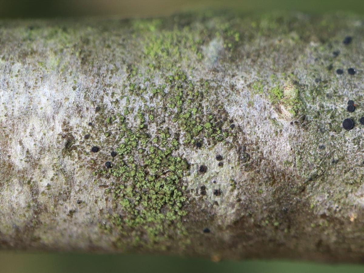 Halecania viridescens (door Tom Schier)