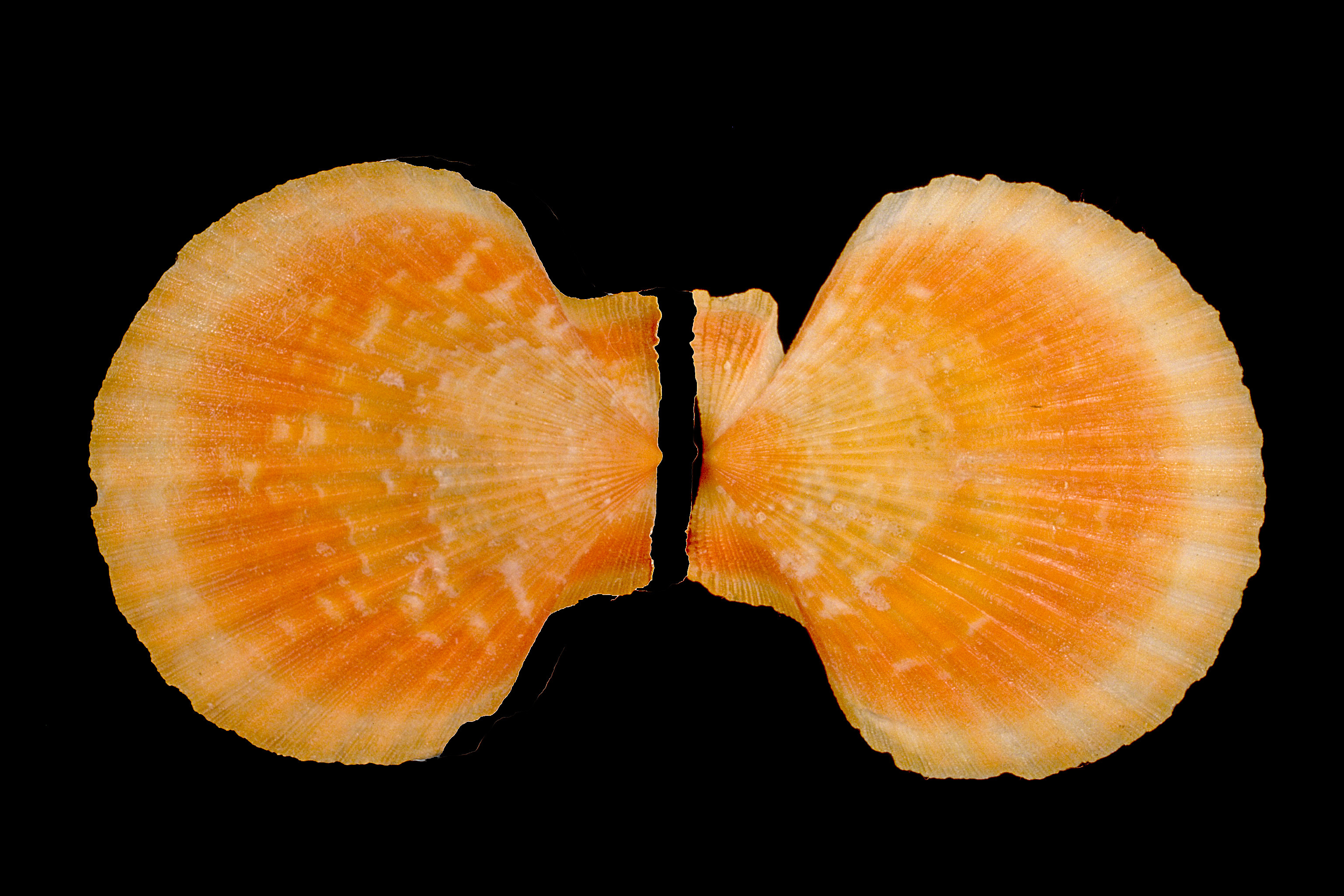 Aequipecten opercularis (door Adriaan Gmelig Meyling Sr.)