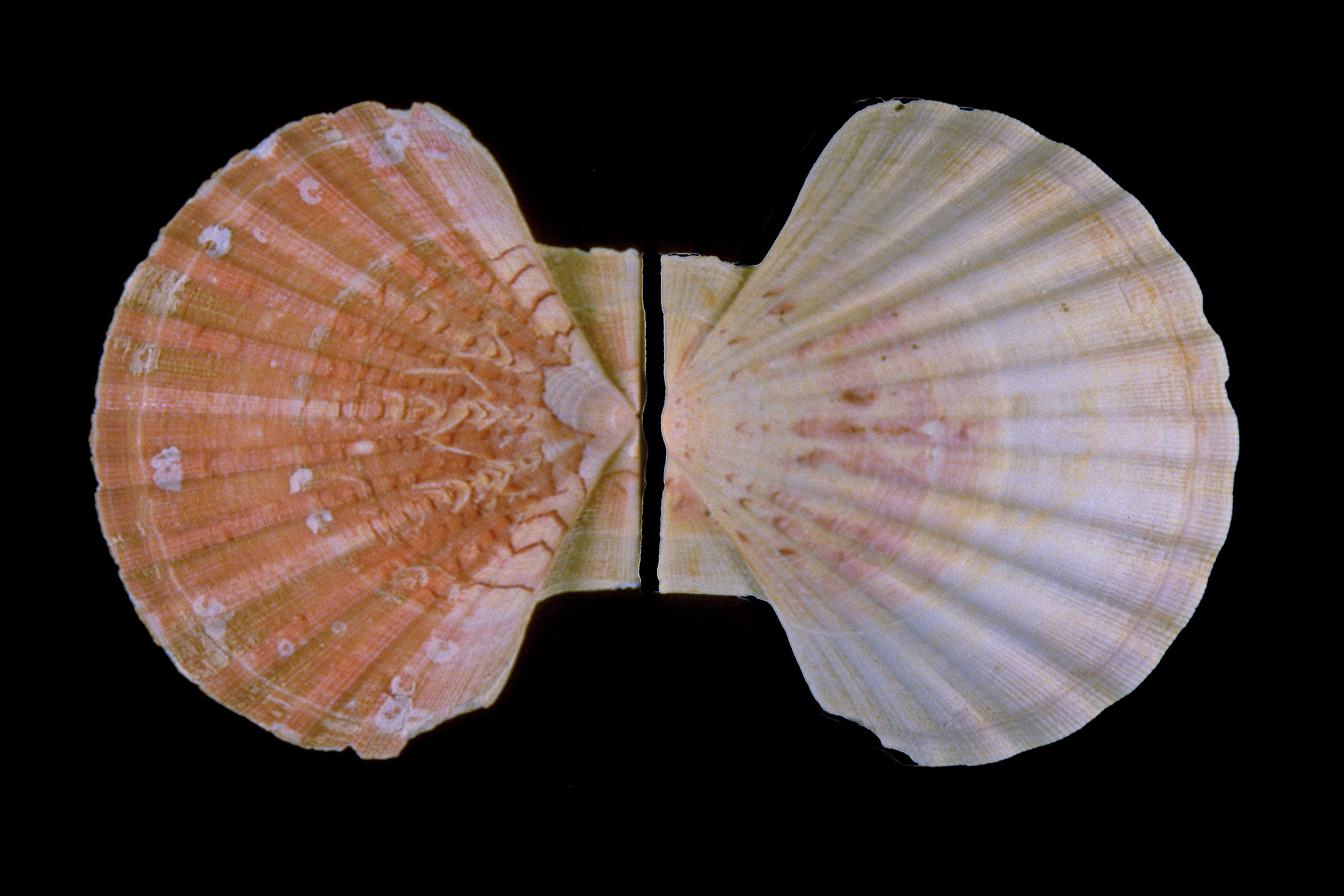 Pecten maximus (door Adriaan Gmelig Meyling Sr.)