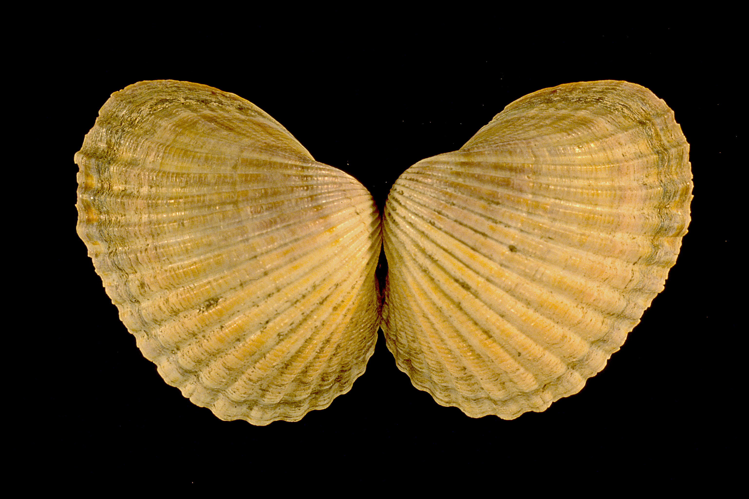 Cerastoderma glaucum (door Adriaan Gmelig Meyling Sr.)