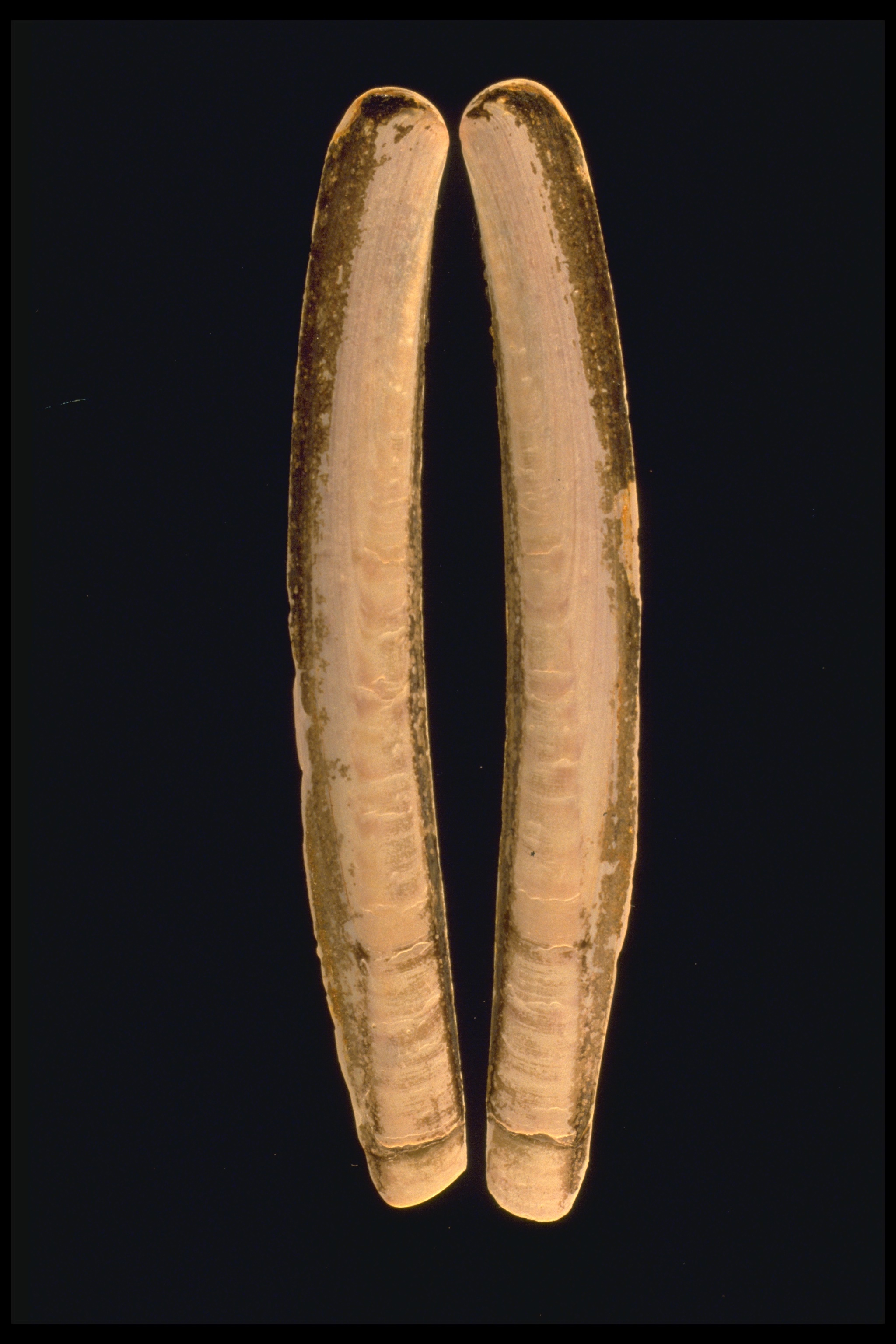 Ensis ensis (door Adriaan Gmelig Meyling Sr.)