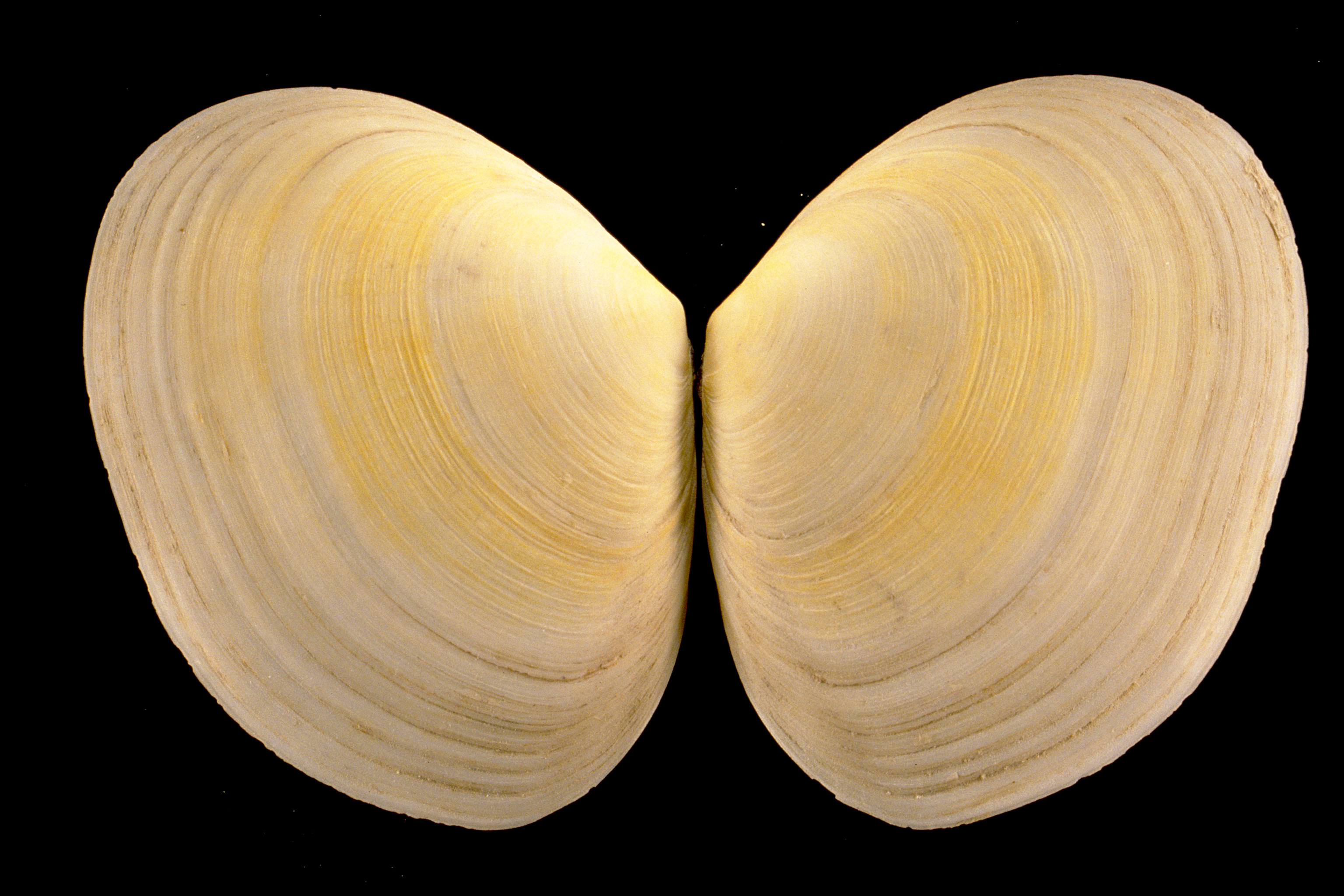 Scrobicularia plana (door Adriaan Gmelig Meyling Sr.)