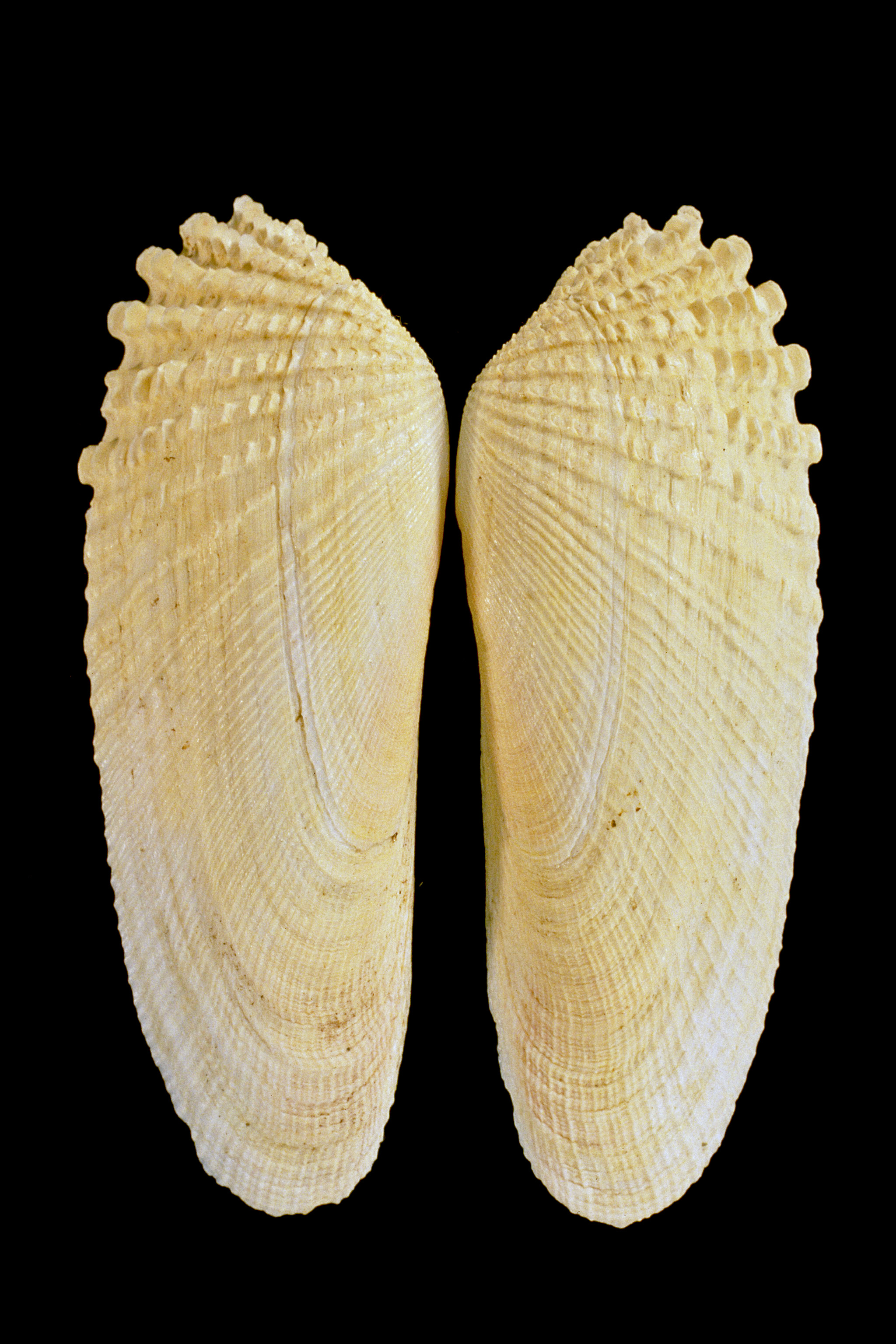 Petricolaria pholadiformis (door Adriaan Gmelig Meyling Sr.)