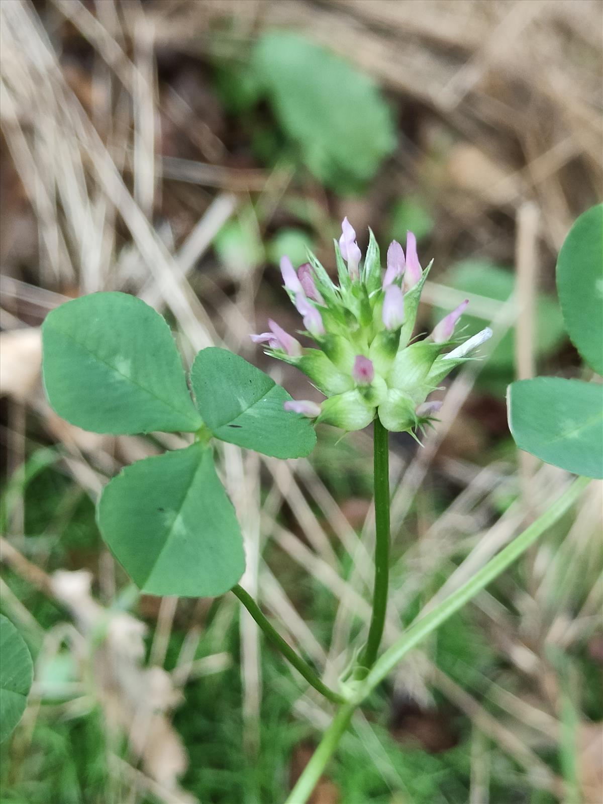 Trifolium spumosum (door Sipke Gonggrijp)