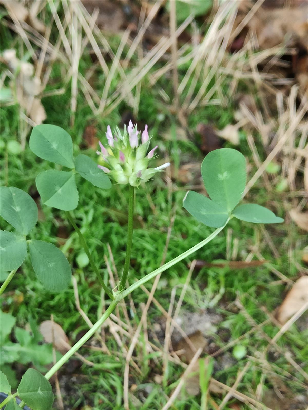Trifolium spumosum (door Sipke Gonggrijp)