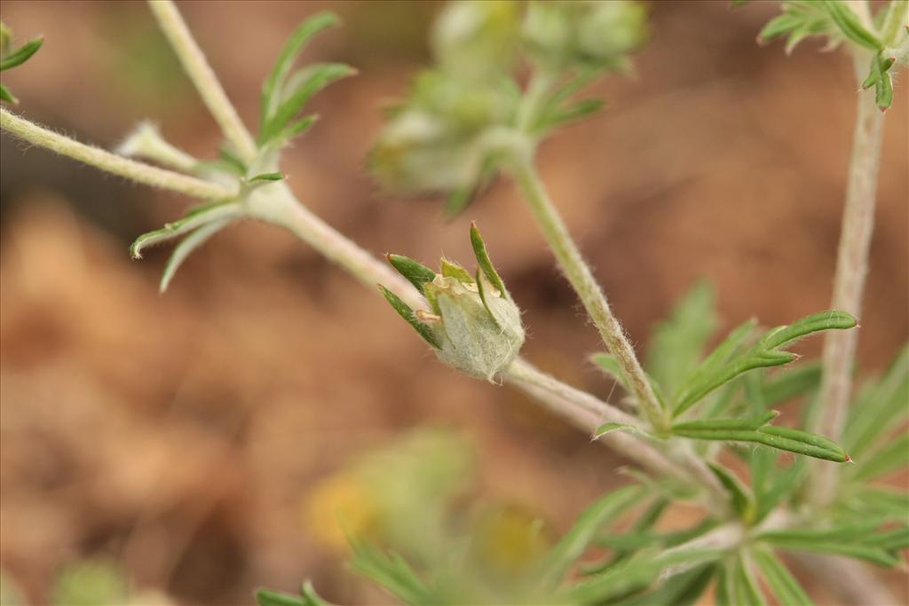 Potentilla argentea (door Rudolf van der Schaar)