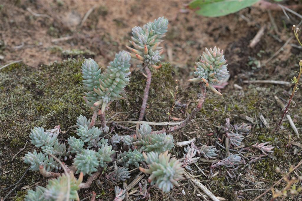 Sedum rupestre (door Rudolf van der Schaar)