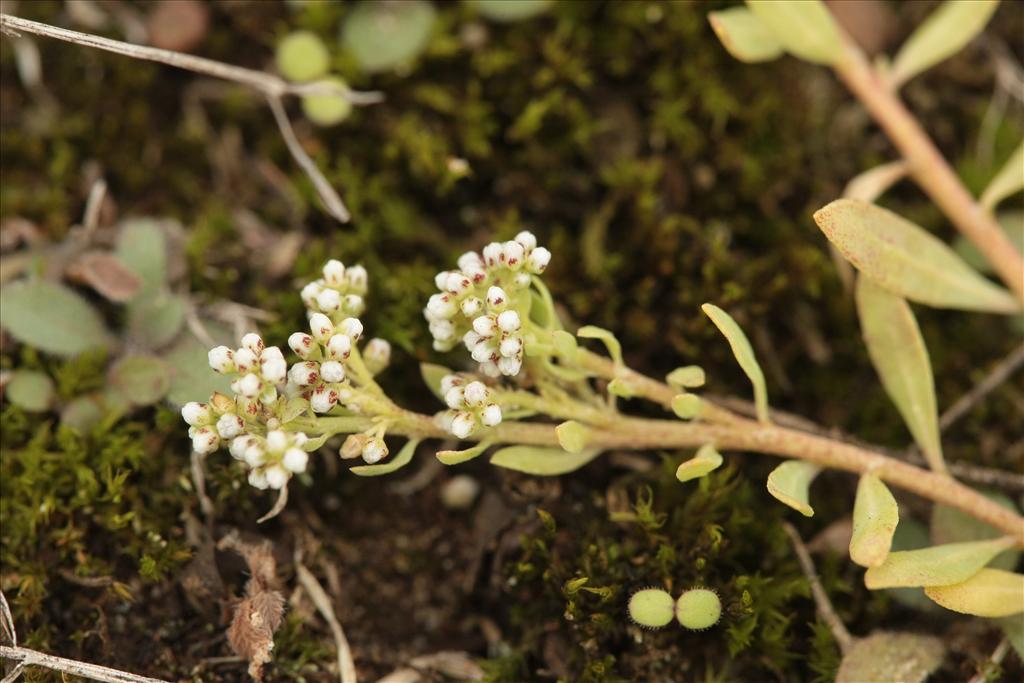 Corrigiola litoralis (door Rudolf van der Schaar)