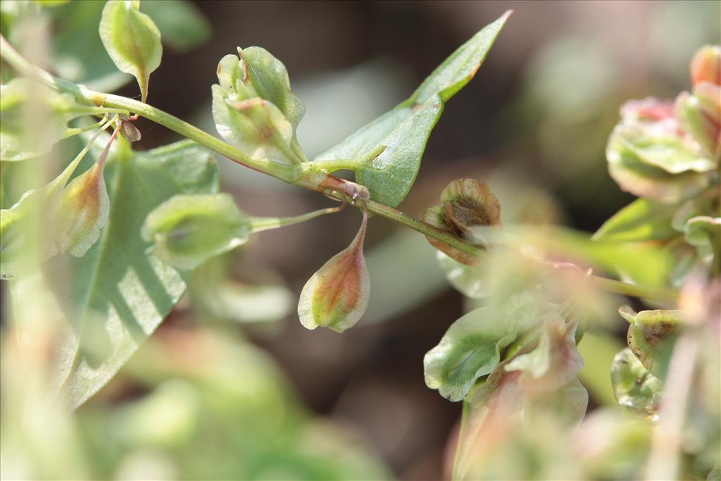 Fallopia dumetorum (door Rudolf van der Schaar)