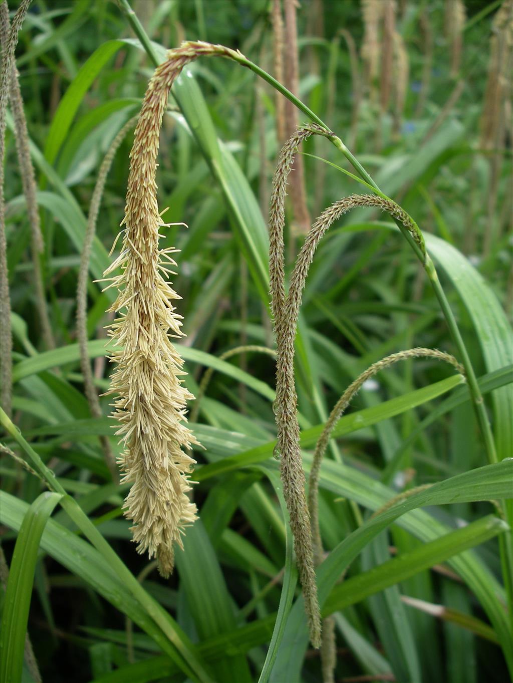 Carex pendula (door Arie van den Bremer)