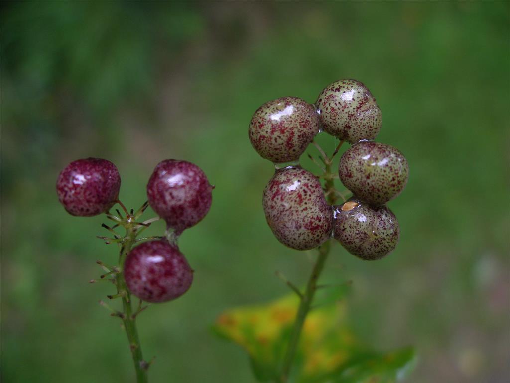 Maianthemum bifolium (door Arie van den Bremer)