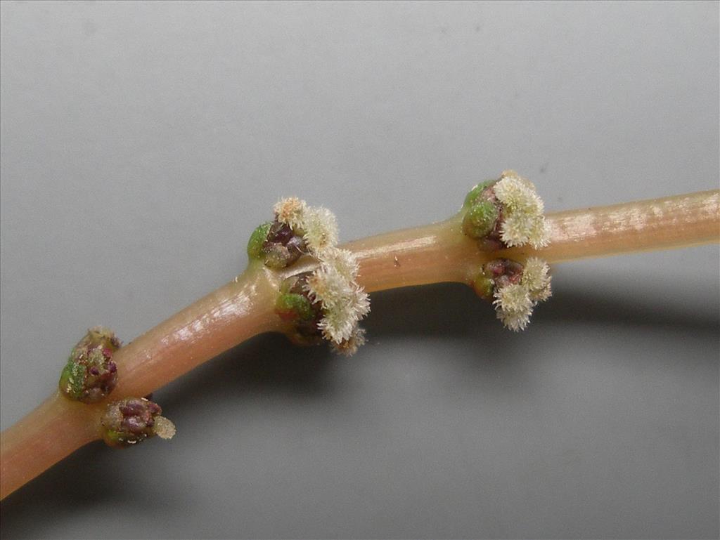 Myriophyllum spicatum (door Arie van den Bremer)