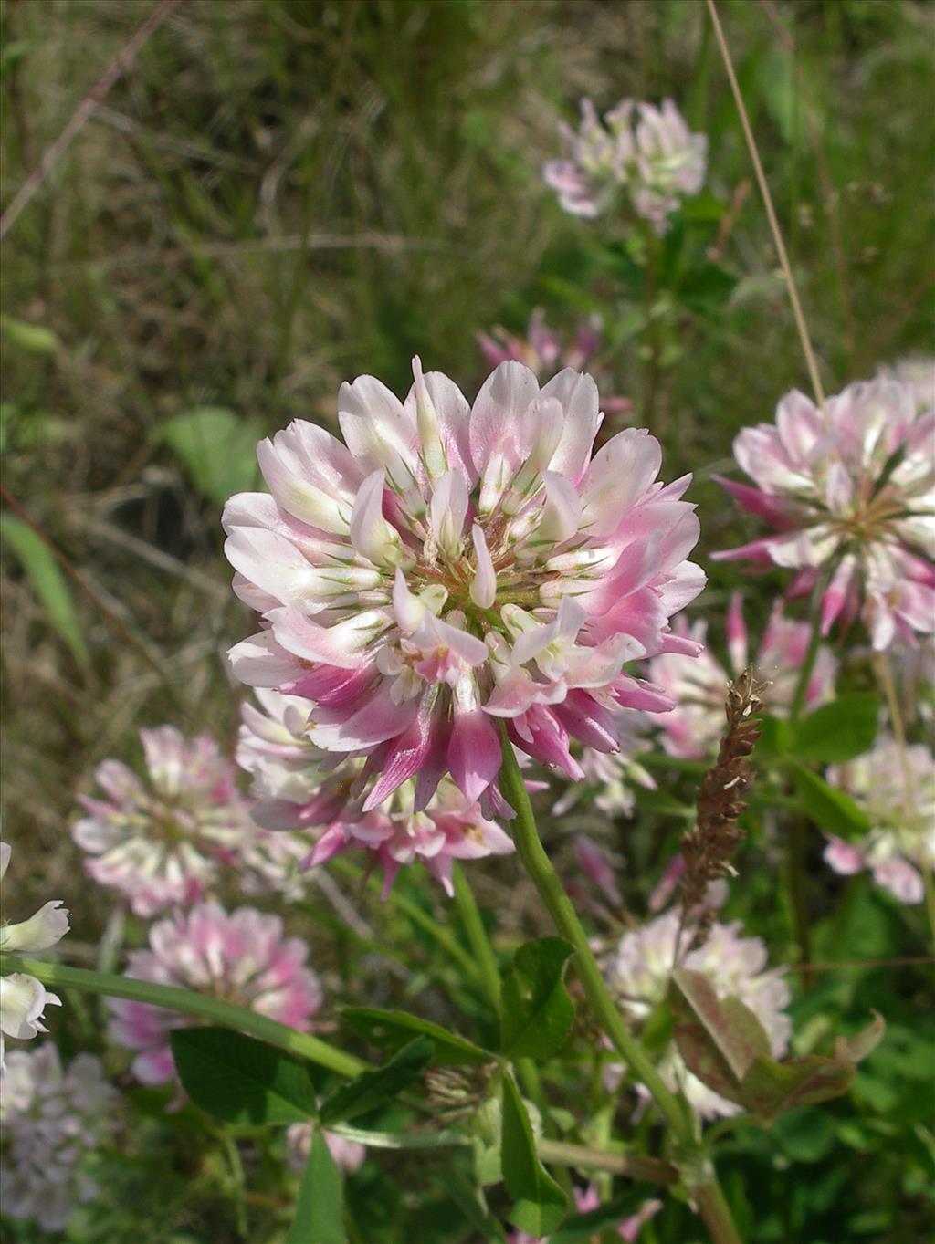 Trifolium hybridum subsp. hybridum (door Arie van den Bremer)